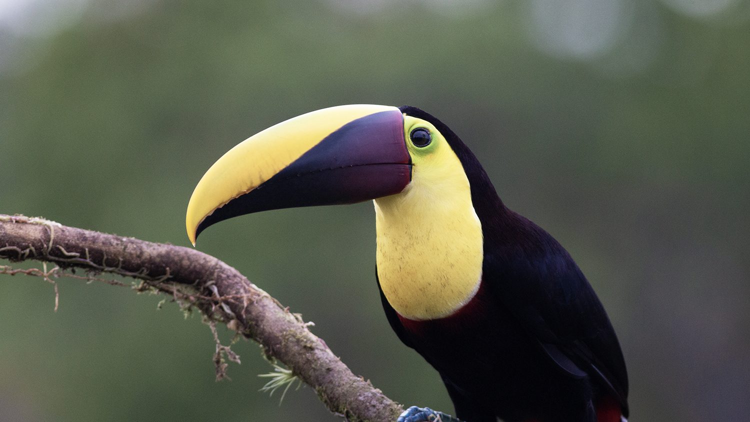 Yellow-throated Toucan